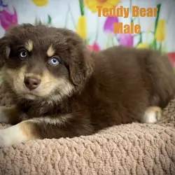 Standard AKC/ASCA registered Australian shepherds