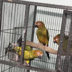 Conures