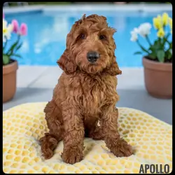 Apollo - F1b Goldendoodle