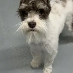 Akc toy mini schnauzer