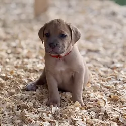 Cane corso babies
