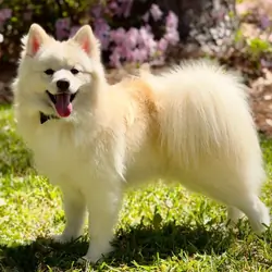 12-Month Cute Male Pomsky Puppies for Sale