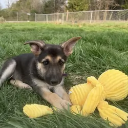 German Shepherd Puppies