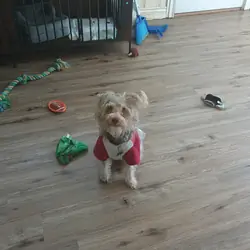 Rehoming my schnoodle