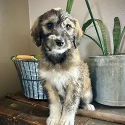 Aussiedoodle/Lab Puppies