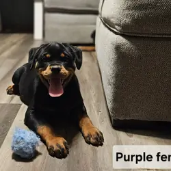AKC Rottweilers