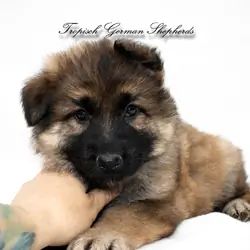 Black seal-red sable long coat German shepherd pup