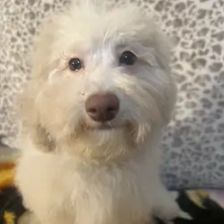 Miniature poodle puppy