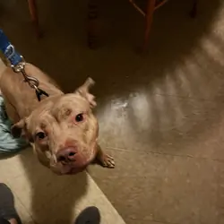 Pit bull terrier