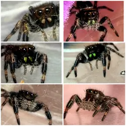 Regal jumping spider slings