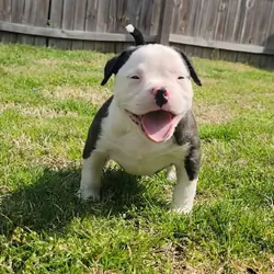 American Bully Puppy