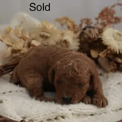 Micro Mini Golden Doodle Puppies!