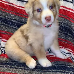 Registered Australian Shepherds Standard
