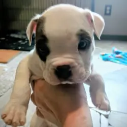 Puppies to rehome
