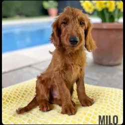 Milo - F1b Goldendoodle