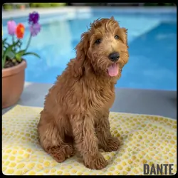 Dante - F1b Goldendoodle