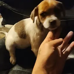 Toy Poo-chi-minpin