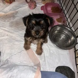 Yorkshire terrier puppies for sale