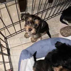 Yorkshire terrier puppies