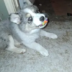 Miniature Husky/Australian designer pups