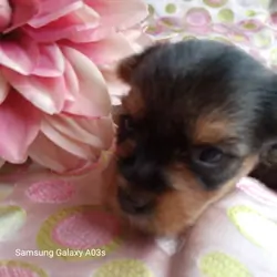 Yorkshire Terrier, Yorkie, Female