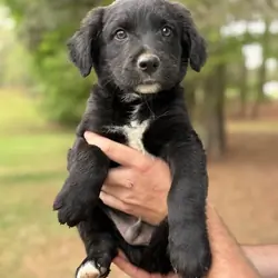 Puppies