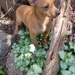 male Beagle Chihuahua mix pup