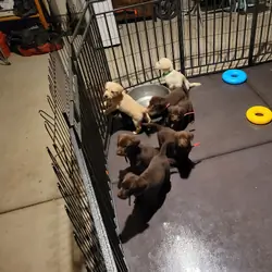 Labrador Retriever Pups