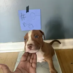 Pit bull puppies
