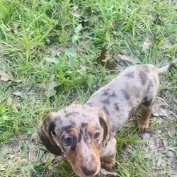 Daschund puppy