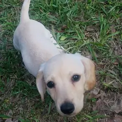 Dachshund girl