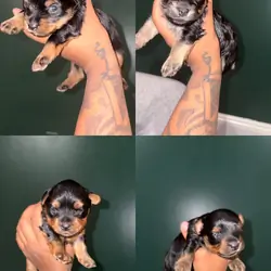 Yorkie puppies