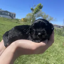 Mini Aussiedoodle