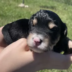 Male Mini Aussiedoodle