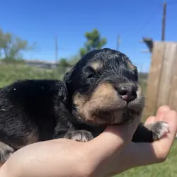 Female mini Aussiedoodle