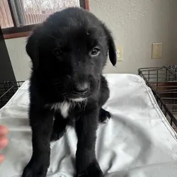 Lab/White husky mix puppies