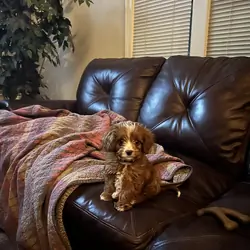 Cavapoo puppy. Male