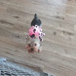 Yorkie