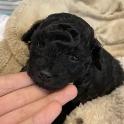 Purebred Toy Poodle Puppies