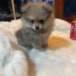 Puppies pomeranian