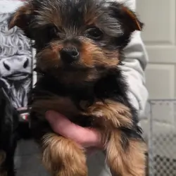 Purebred Yorkie Puppies