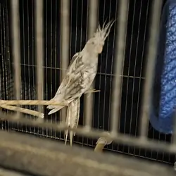 Cockatiels and large cage