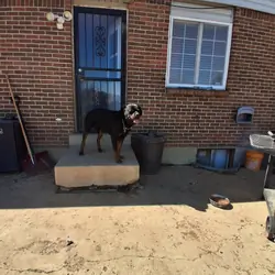 Looking to breed my sire Rottweiler