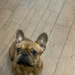 2yr oldFrenchie