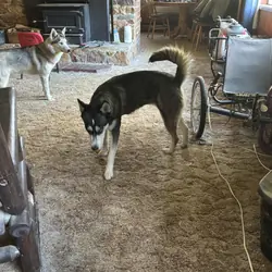 2 female husky