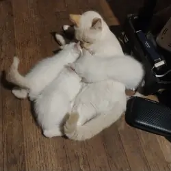 Siamese flame point kittens