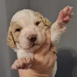 Beautiful Cavapoo puppies in Arizona