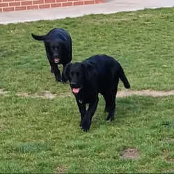 Puppies