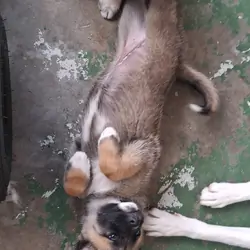 Japanese akita