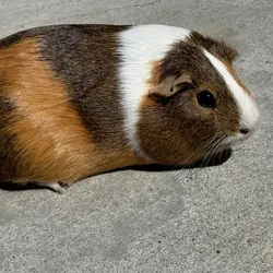 Guinea Pig